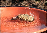 Un de plus&#33;-moineau-2.jpg