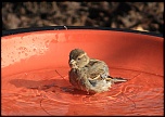 Un de plus&#33;-moineau-5.jpg