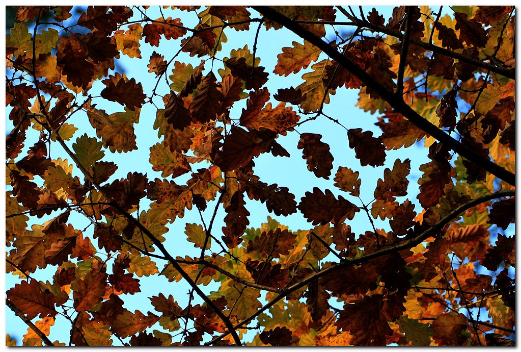 50 mm : Canon ou Sigma-foret_2.jpg
