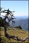 arbre eos