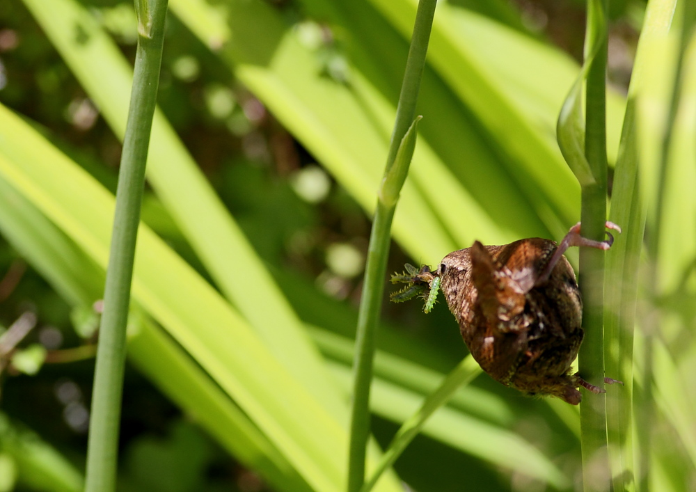 Troglodyte mignon, le bec plein de petites chenilles vertes.
Il faut bien nourrir sa progniture