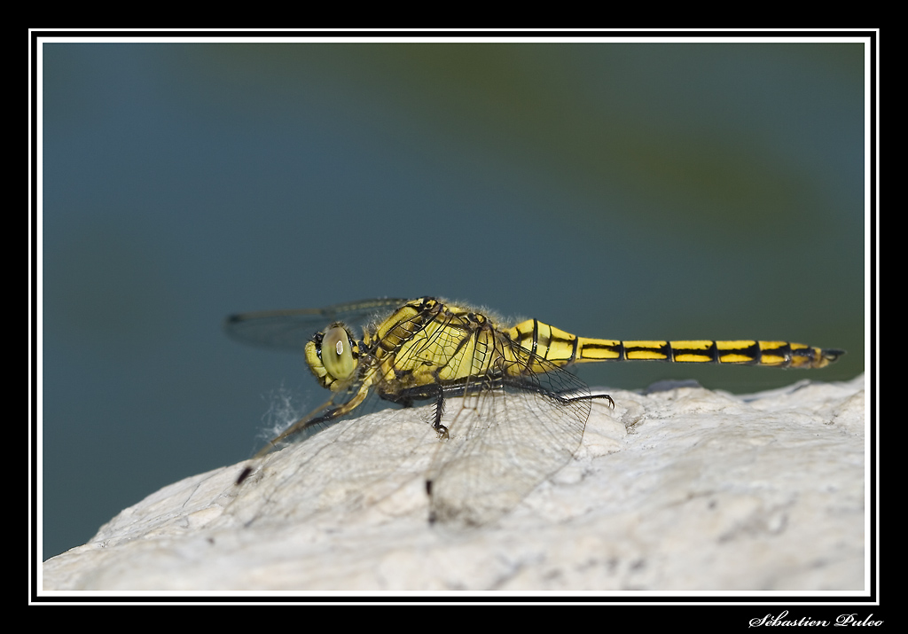 Libellule