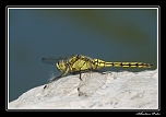 Libellule