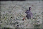 Animaux sauvages