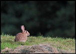 -img_2233a.jpg