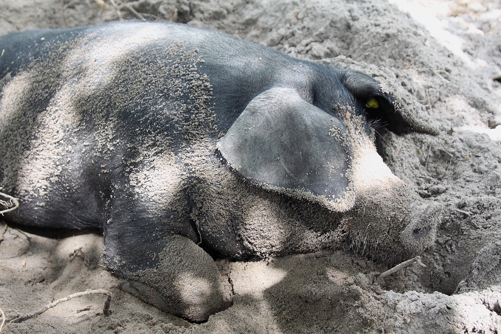 eos cochon