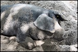 eos cochon