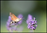 Objectif-img_0594a.jpg