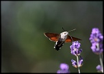 Objectif-img_0596a.jpg