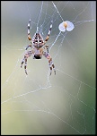 Objectif-img_2209a.jpg