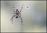 Objectif-img_2214a.jpg