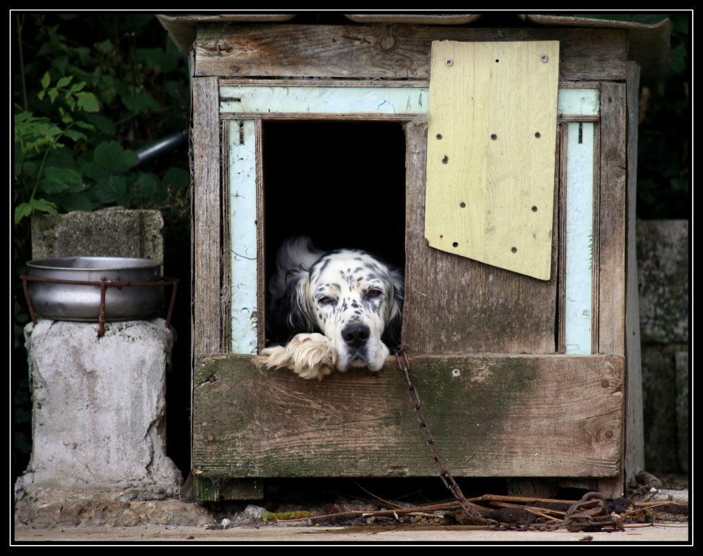 Une vie de chien