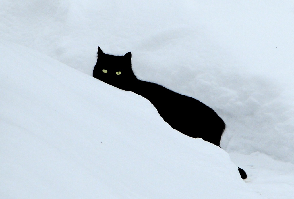 Un de plus&#33;-chat-noir.jpg