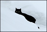 Un de plus&#33;-chat-noir.jpg