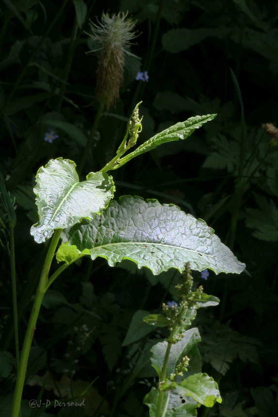2011 05 29 Caux IMG 0020 3