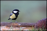 18-70mm-img_0509eos.jpg