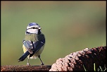 18-70mm-img_1003eos.jpg