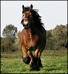 Lopold