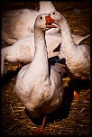 Metz 44 AF - 4C et 300 D-2011-42.jpg
