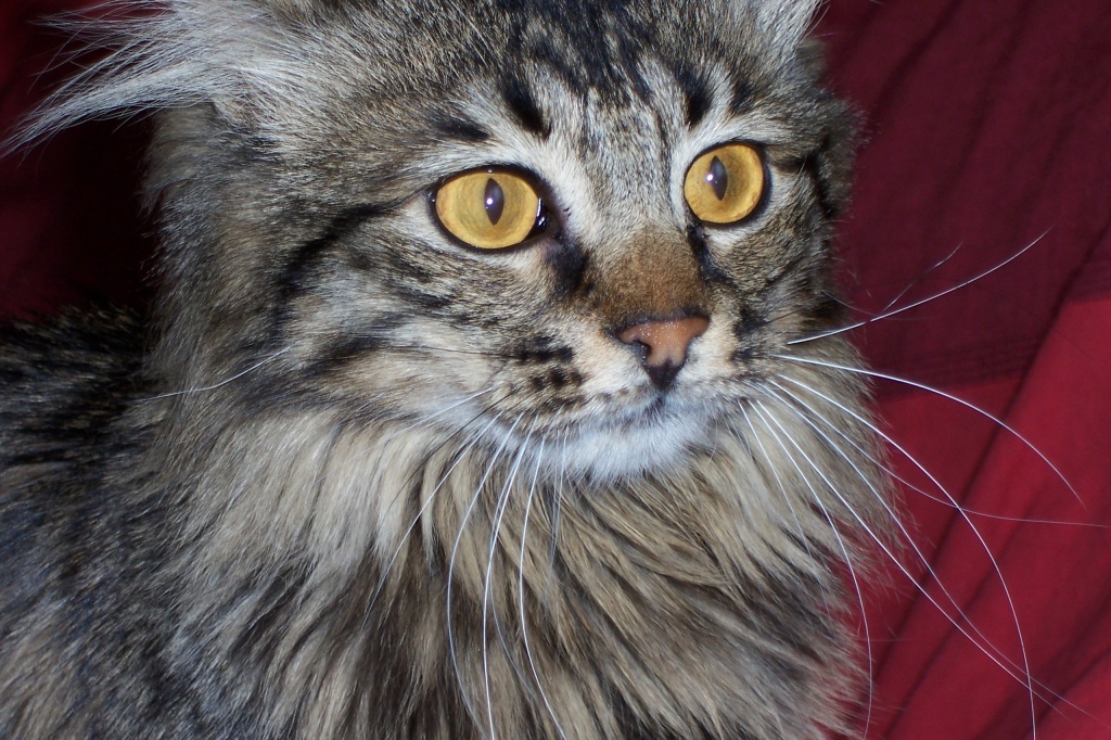Chatte