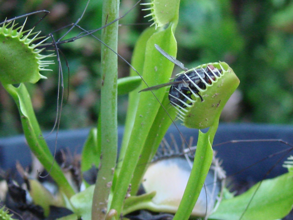 La Mouche