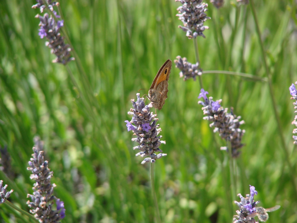 Papillon