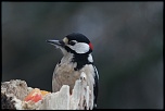 portraits d'oiseaux
