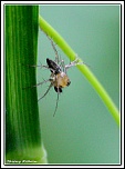 -araignee725-306-.jpg