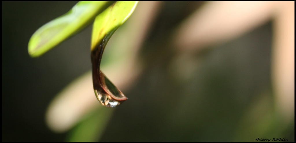-goutte-sur-goutte-cadre-sign.jpg