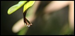 -goutte-sur-goutte-cadre-sign.jpg