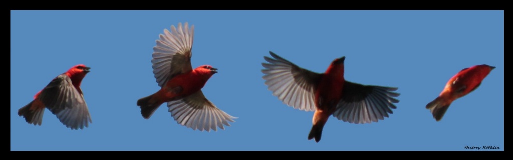 -cardinal10-c-s.jpg