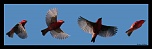 -cardinal10-c-s.jpg