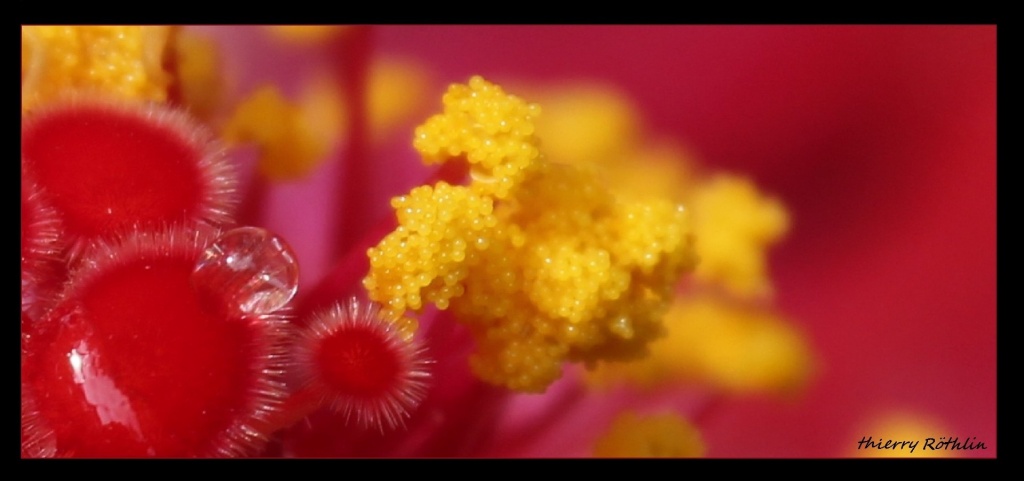 -fleur-6-cadre-signature.jpg