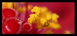 -fleur-6-cadre-signature.jpg