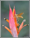 -guepe-fleur-c-s-w.jpg