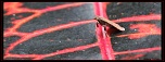 -attente-pour-l-envol-cadre-sign.jpg