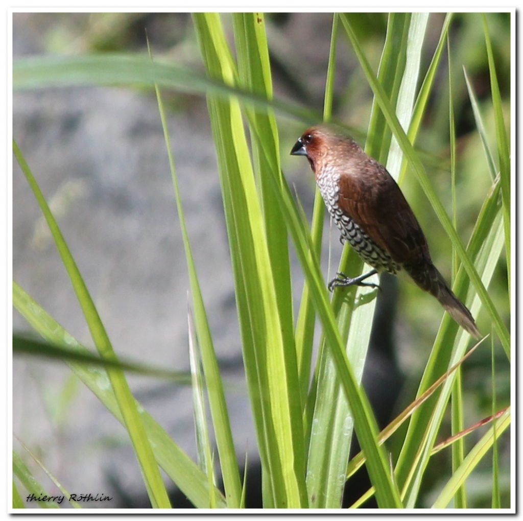 -oiseaux-des-rivieres.jpg