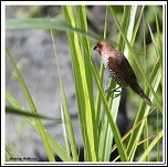 -oiseaux-des-rivieres.jpg