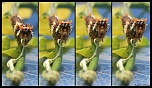-chenille-decompo-cadre-sign.jpg