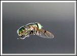 -mouche.jpg