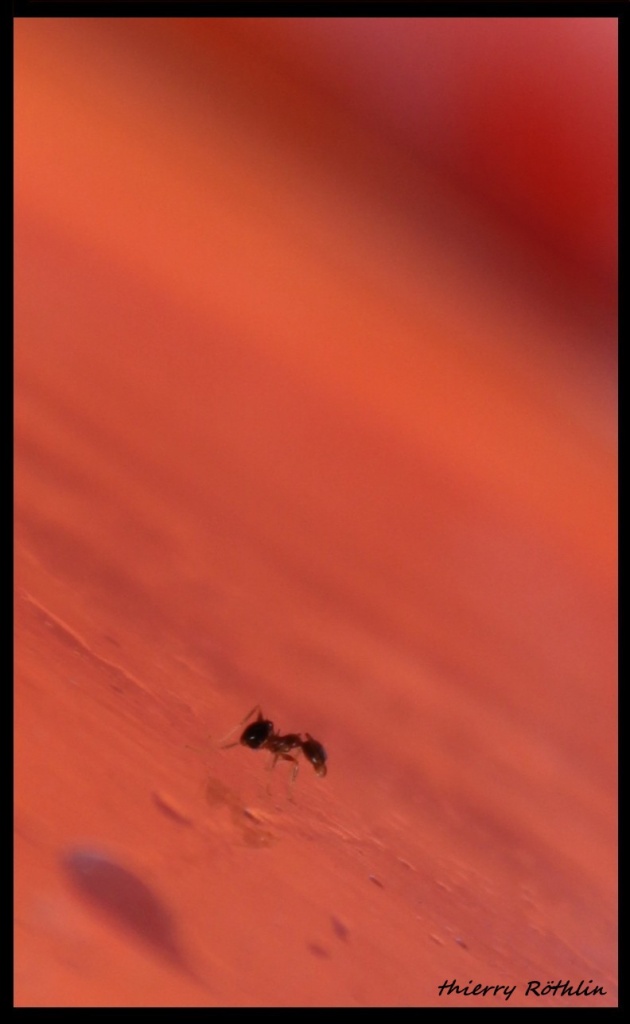 -fourmi-sur-mars-cadre-sign.jpg