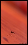 -fourmi-sur-mars-cadre-sign.jpg