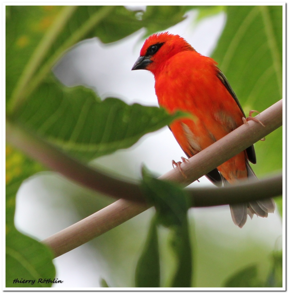 -cardinal-zoom.jpg
