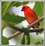 -cardinal-zoom.jpg