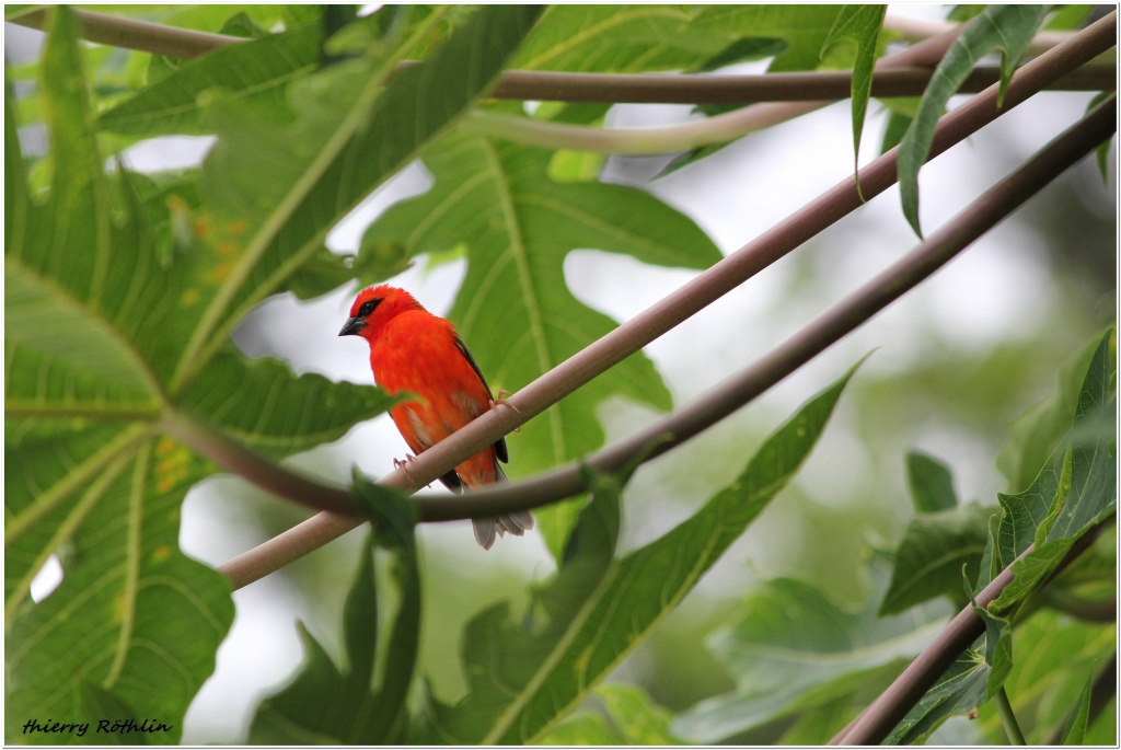 -cardinal-cadre-sign.jpg