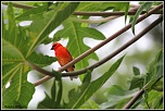 -cardinal-cadre-sign.jpg