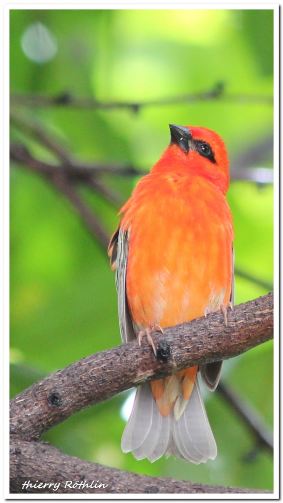 -cardinal7.jpg