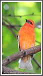 -cardinal7.jpg