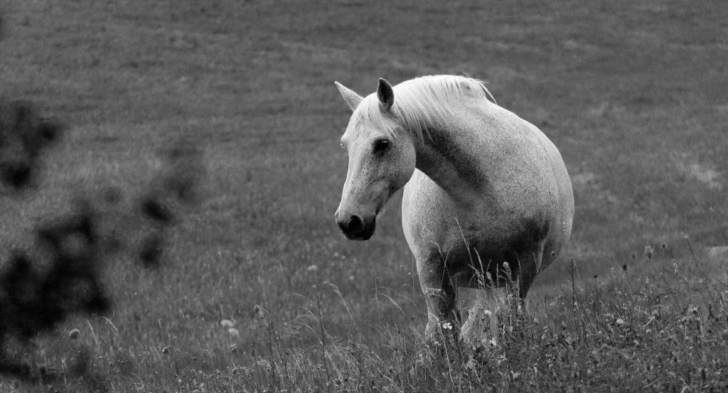 Cheval blanc