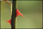 Naissance-img_4944.jpg